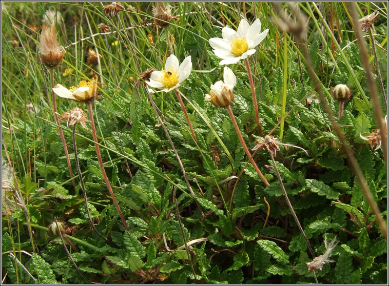 Mountain Avens, Dryas octopetala, Leaithn