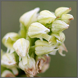 Dense-flowered Orchid, Neotinea maculata, Magairln glas