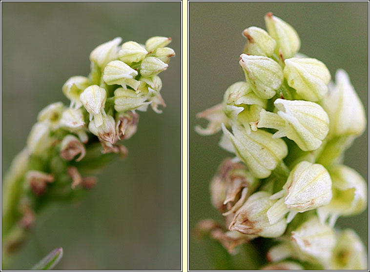 Dense-flowered Orchid, Neotinea maculata, Magairln glas