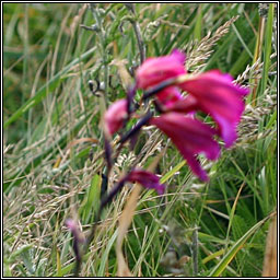 Eastern Gladiolus, Gladiolus communis