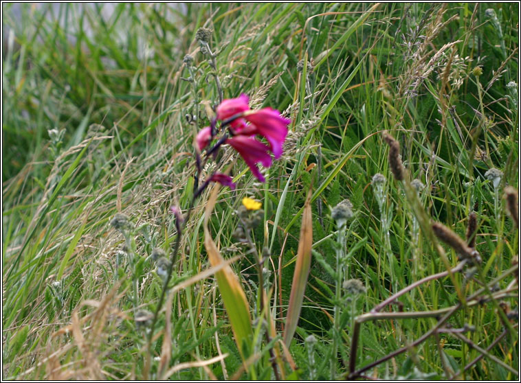 Eastern Gladiolus, Gladiolus communis