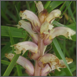 Ivy Broomrape, Orobanche hederae, Mchg mhr