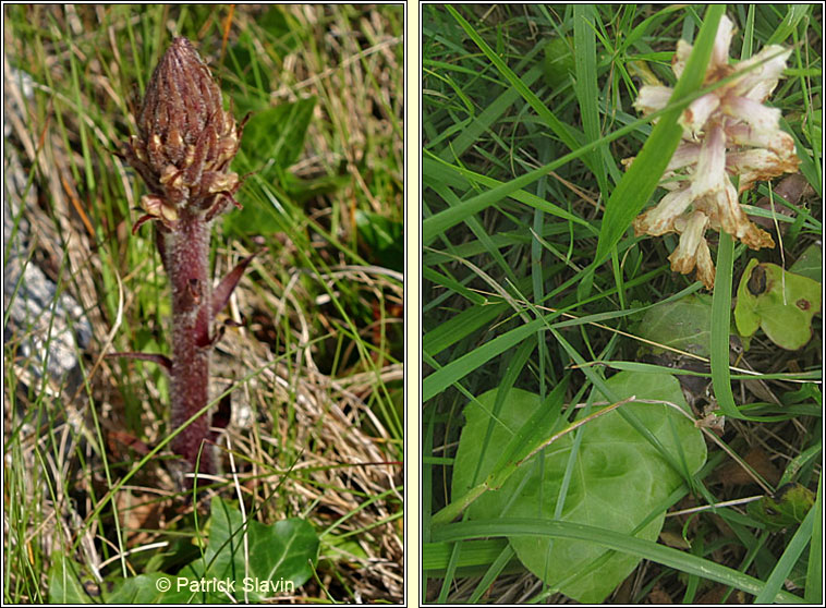 Ivy Broomrape, Orobanche hederae, Mchg mhr