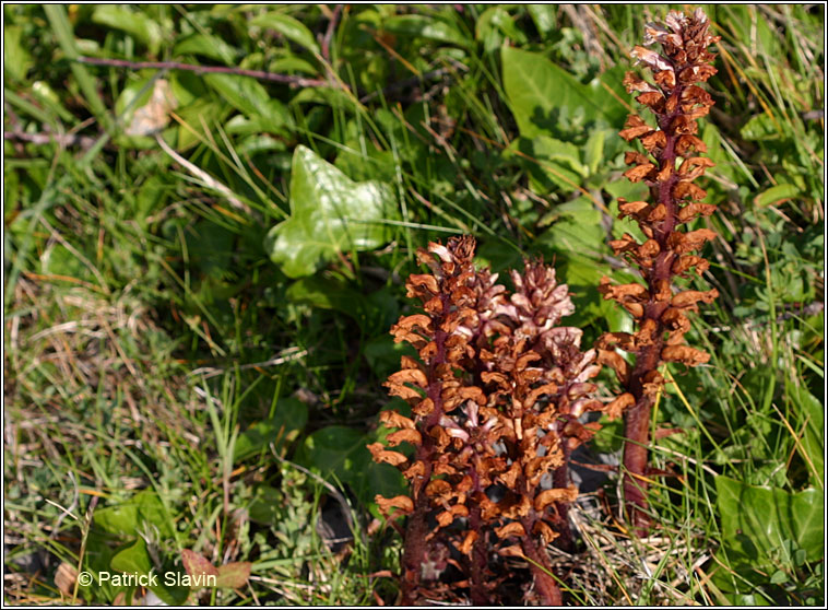 Ivy Broomrape, Orobanche hederae, Mchg mhr