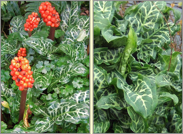 Italian Lords-and-ladies, Arum italicum subsp italicum