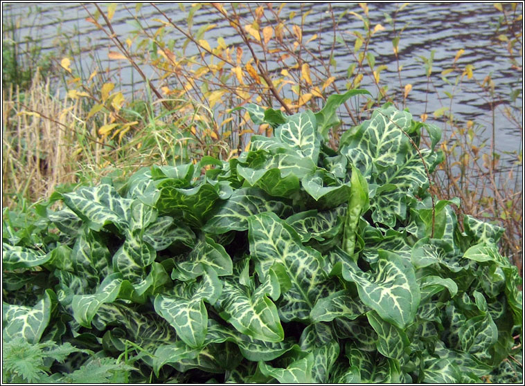 Italian Lords-and-ladies, Arum italicum subsp italicum