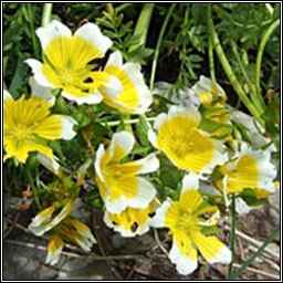 Meadow-foam, Limnanthes douglasii