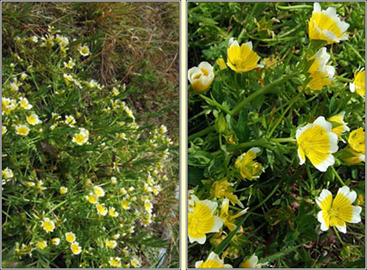 Meadow-foam, Limnanthes douglasii