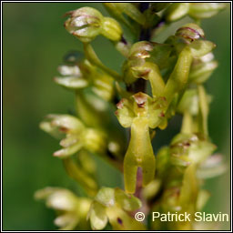 Common Twayblade, Neottia ovata, Ddhuilleog