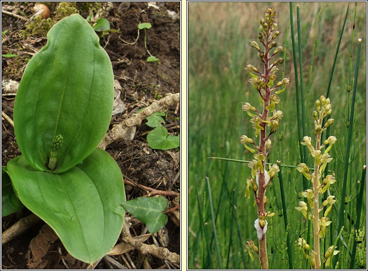 Common Twayblade, Neottia ovata, Ddhuilleog