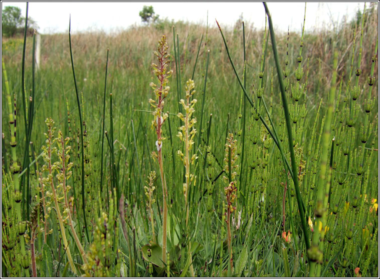 Common Twayblade, Neottia ovata, Ddhuilleog