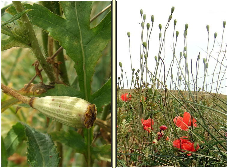 Long-headed Poppy, Papaver dubium, Cailleach fhada