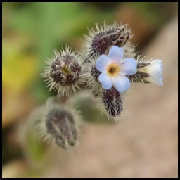 Early Forget-me-not, Myosotis ramosissima, Lus monla luath