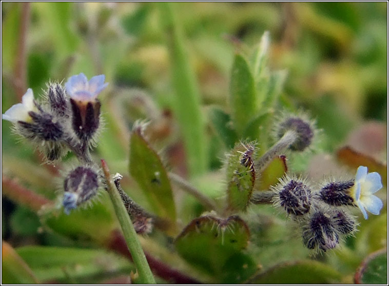 Early Forget-me-not, Myosotis ramosissima, Lus monla luath