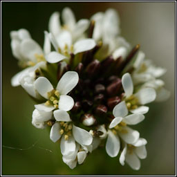 Hairy Rockcress, Arabis hirsuta, Gas caill giobach