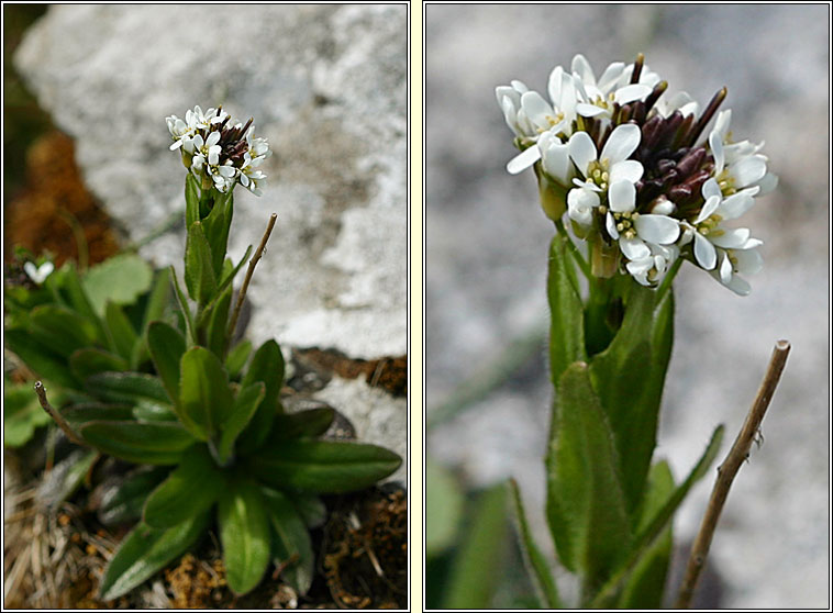 Hairy Rockcress, Arabis hirsuta, Gas caill giobach