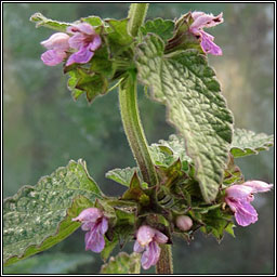 Black Horehound, Ballota nigra, Grafn dubh