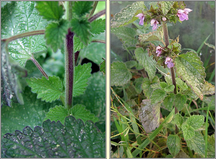 Black Horehound, Ballota nigra, Grafn dubh