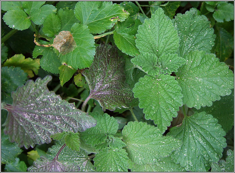 Black Horehound, Ballota nigra, Grafn dubh