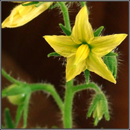 Tomato, Solanum lycopersicum, Trta