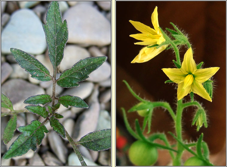 Tomato, Solanum lycopersicum, Trta