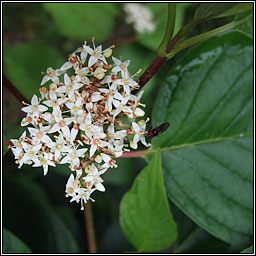 Red-osier Dogwood, Cornus sericea