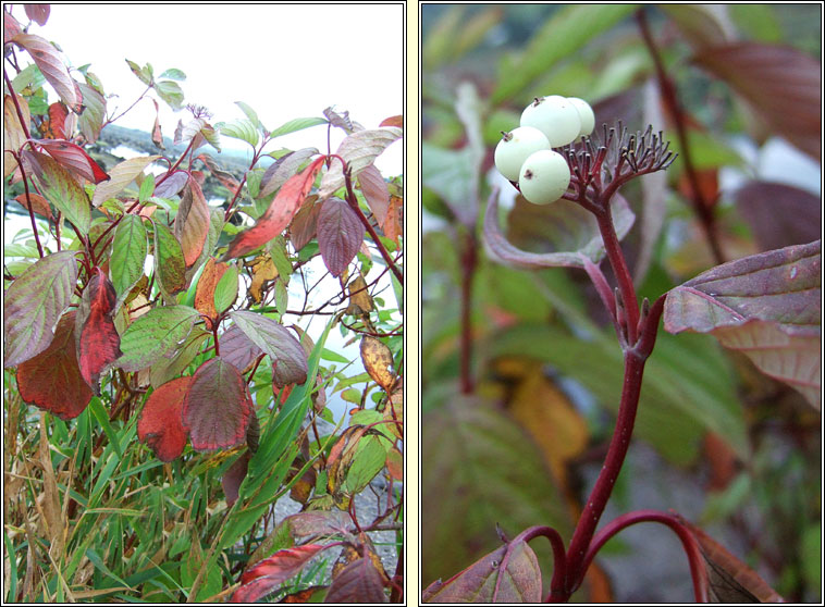 Red-osier Dogwood, Cornus sericea