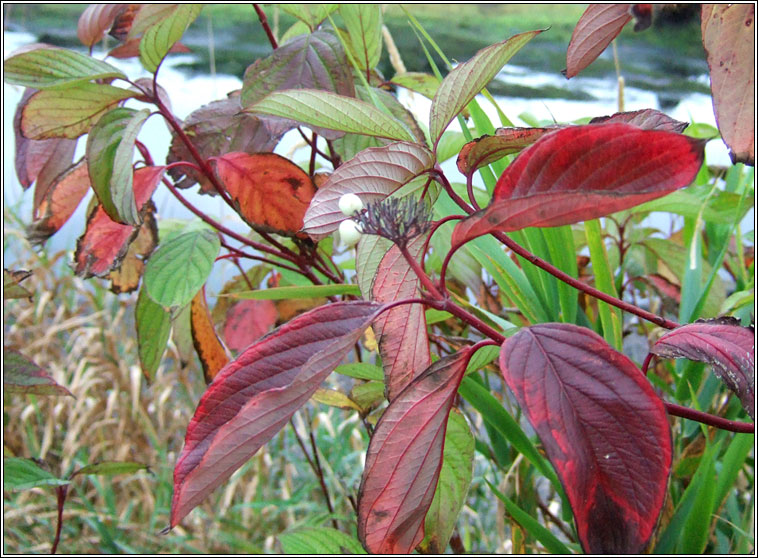 Red-osier Dogwood, Cornus sericea