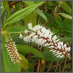 Narrow-leaved Hebe, Veronica salicifolia, Niamhscoth shail