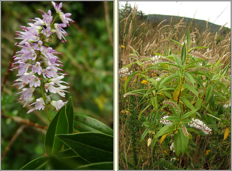 Narrow-leaved Hebe, Veronica salicifolia, Niamhscoth shail