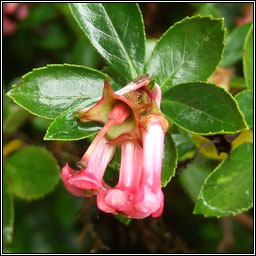 Escallonia, Escallonia rubra var macrantha, Tomg ghaelach