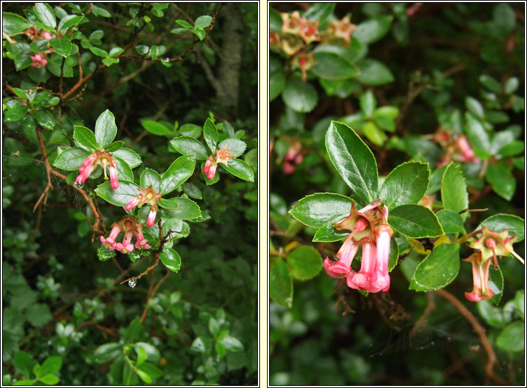 Escallonia, Escallonia rubra var macrantha, Tomg ghaelach