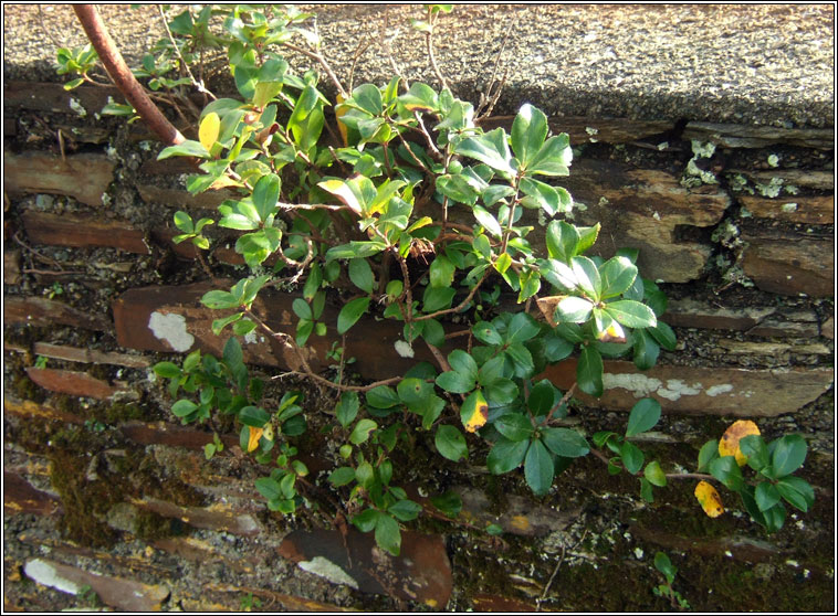 Escallonia, Escallonia rubra var macrantha, Tomg ghaelach