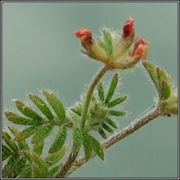 Bird's-foot, Ornithopus perpusillus, Crba in