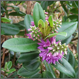 Hedge Veronica, Veronica x franciscana, Niamhscoth Phroinsis