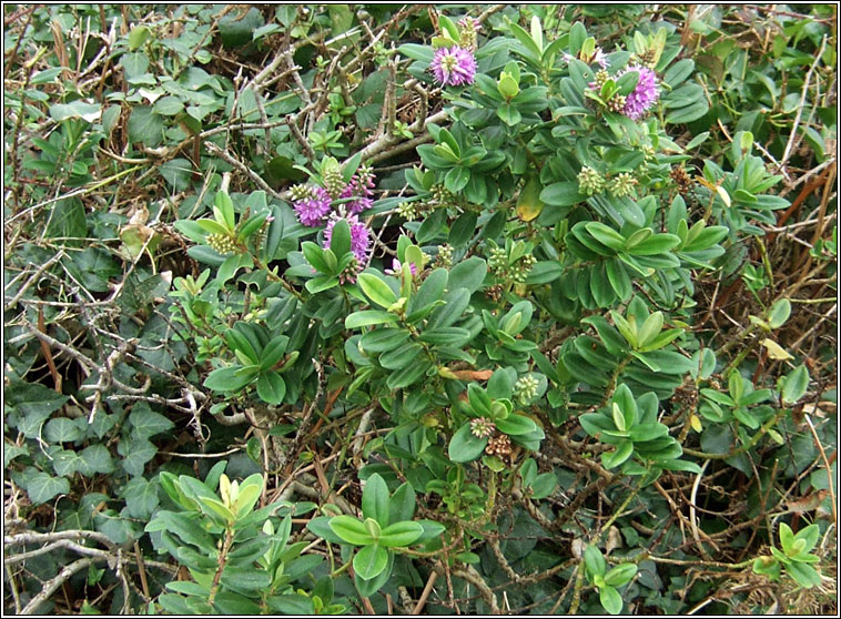 Hedge Veronica, Hebe x franciscana, Niamhscoth Phroinsis