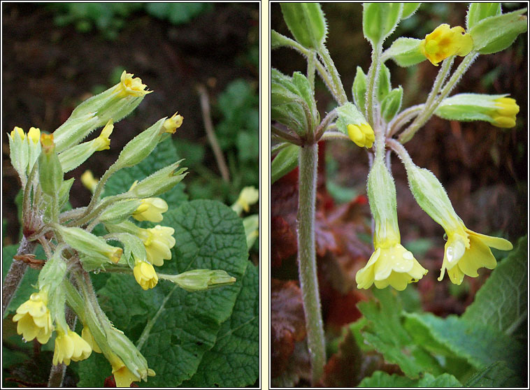 False Oxlip, Primula x polyantha