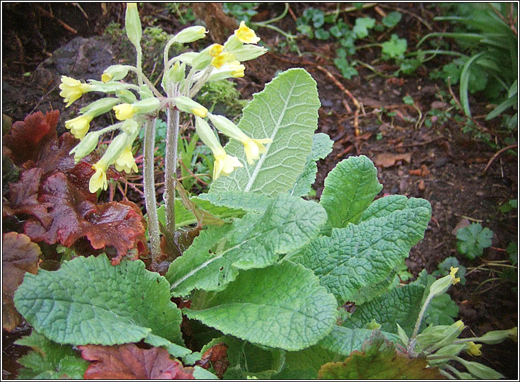 False Oxlip, Primula x polyantha