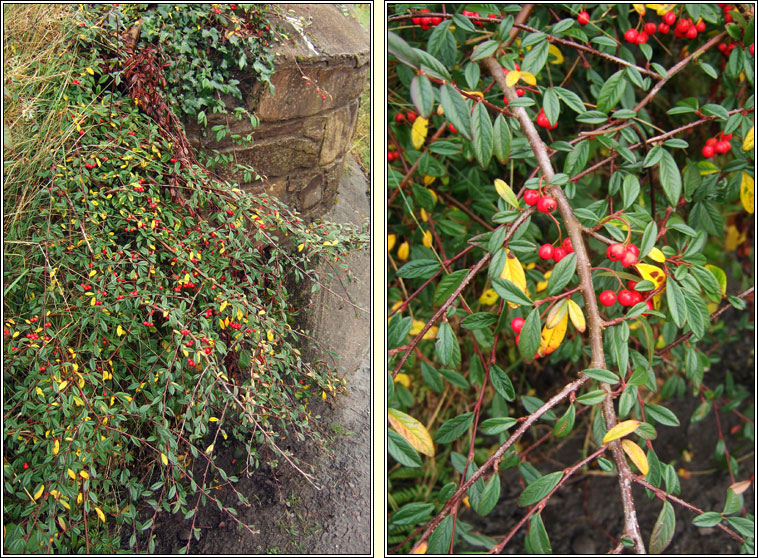 Willow-leaved Cotoneaster, Cotoneaster salicifolius, Cainchn