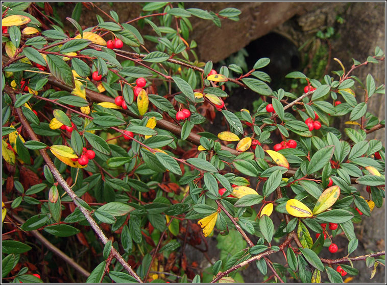 Willow-leaved Cotoneaster, Cotoneaster salicifolius, Cainchn