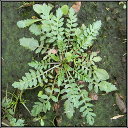 Northern Yellow-cress, Rorippa islandica, Biolar bu na Boirne