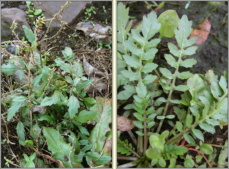 Northern Yellow-cress, Rorippa islandica, Biolar bu na Boirne