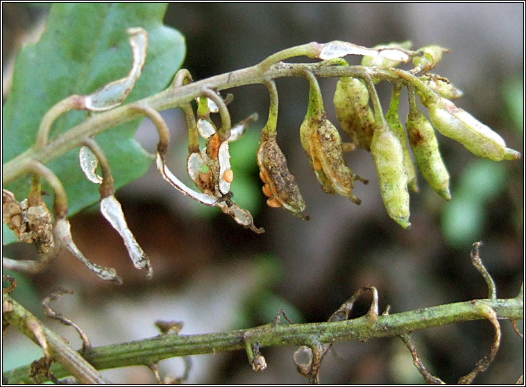 Northern Yellow-cress, Rorippa islandica, Biolar bu na Boirne