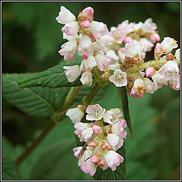 Lesser Knotweed, Koenigia campanulata, Glineach an chlimh