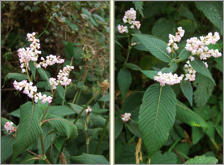 Lesser Knotweed, Koenigia campanulata, Glineach an chlimh