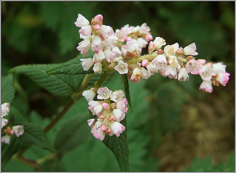 Lesser Knotweed, Persicaria campanulata, Glineach an chlimh