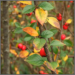 Himalayan Cotoneaster, Cotoneaster simonsii, Cainchn Aiseach