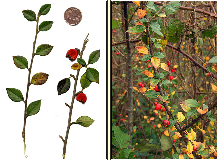 Himalayan Cotoneaster, Cotoneaster simonsii, Cainchn Aiseach