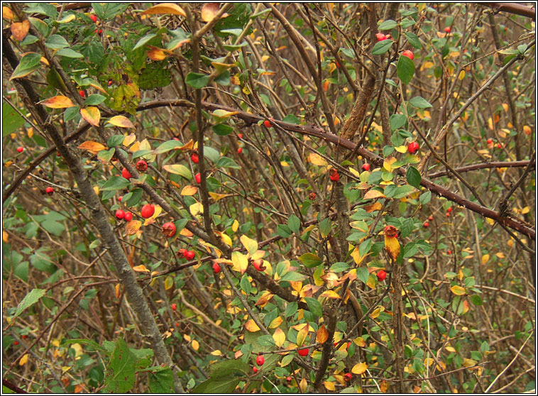 Himalayan Cotoneaster, Cotoneaster simonsii, Cainchn Aiseach