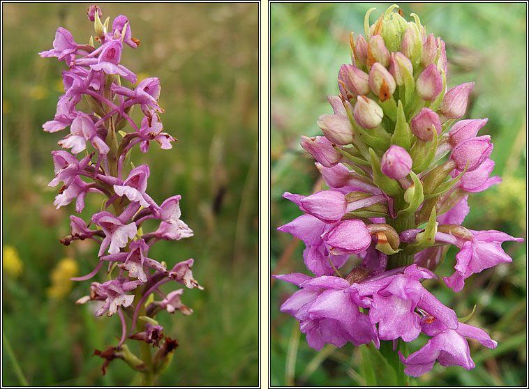 Chalk Fragrant-orchid, Gymnadenia conopsea, Lus taghla